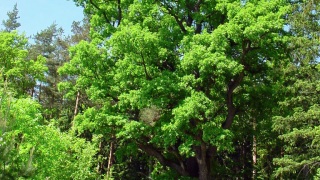 Dub_u_rybnika_00