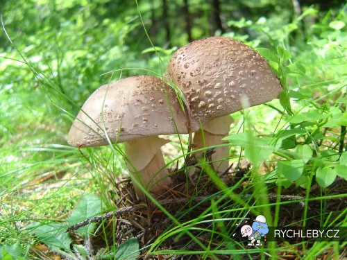 arcibiskupsky-lom-14.webp