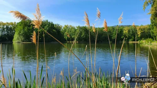 pelnar-14.webp