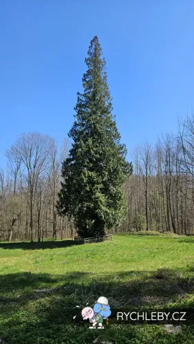 thuje-pod-kaltenstejnem-04.webp