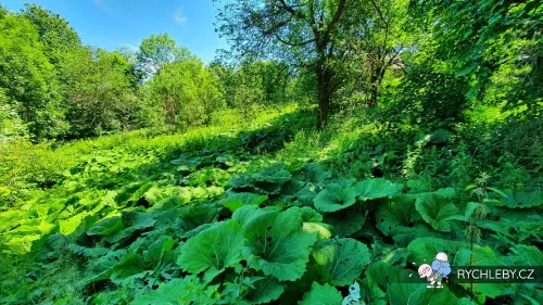 zalesi-022.webp