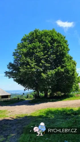 zalesi-052.webp